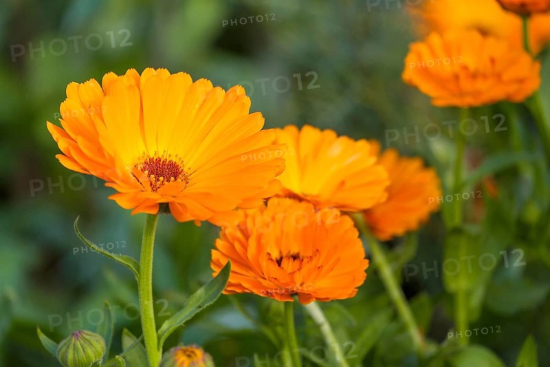 Marigolds