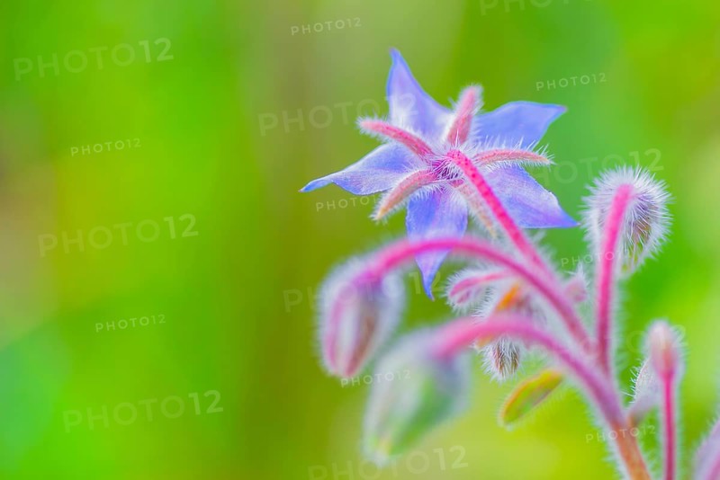 Borage