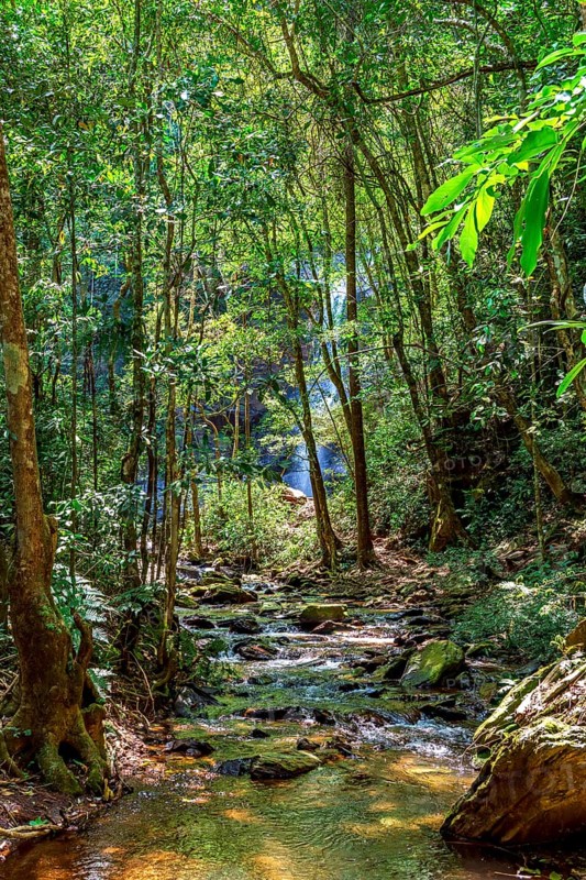 Rainforest and calm river with waterfall hidden behind trees in the state of Minas Gerais