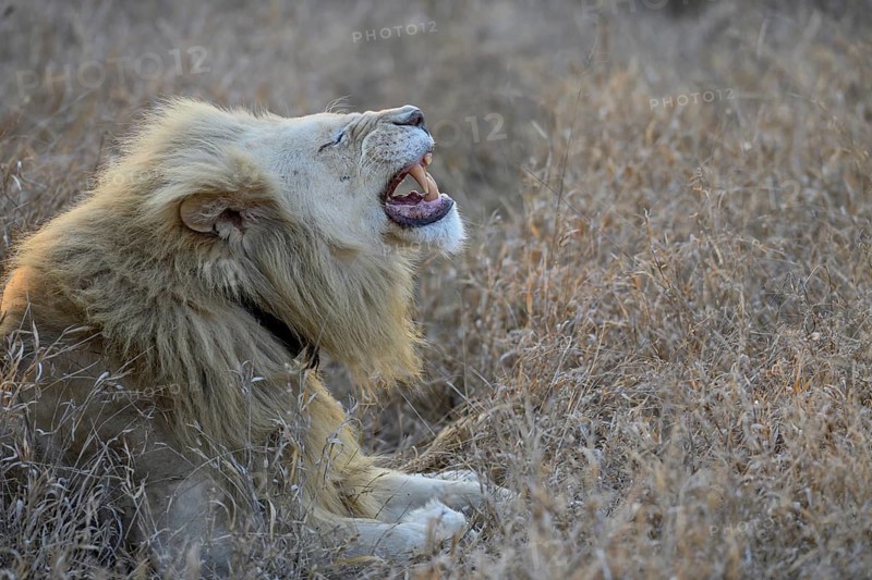 Yawning white lion