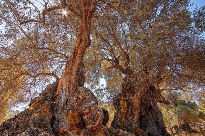 Ancient olive tree