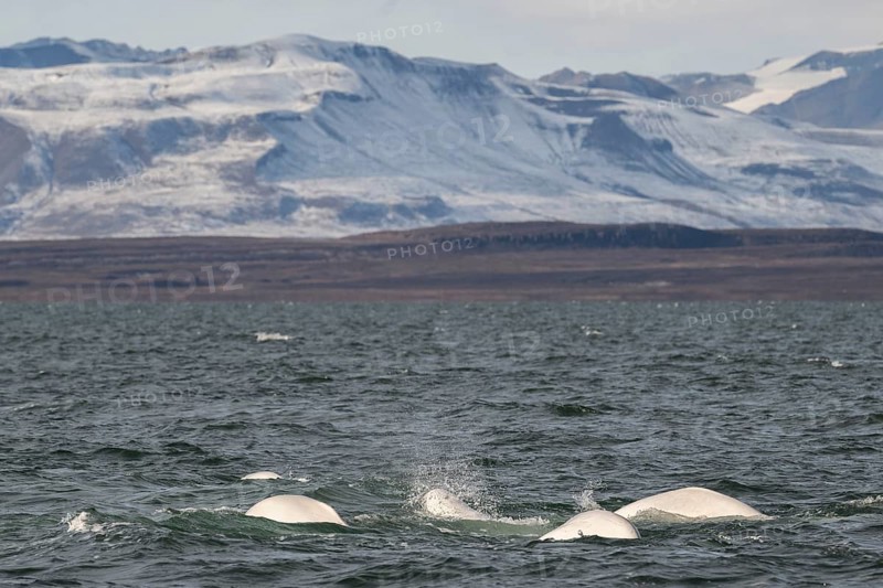Group of belugas