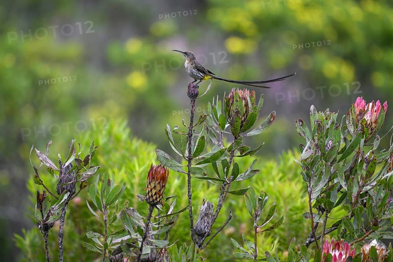 Cape Honeybird