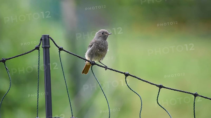 Black Redstart