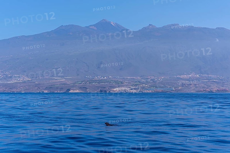 Tropical Calderon Whale off the Costa de Adeje in the south of Tenerife with Mount Teide in the background