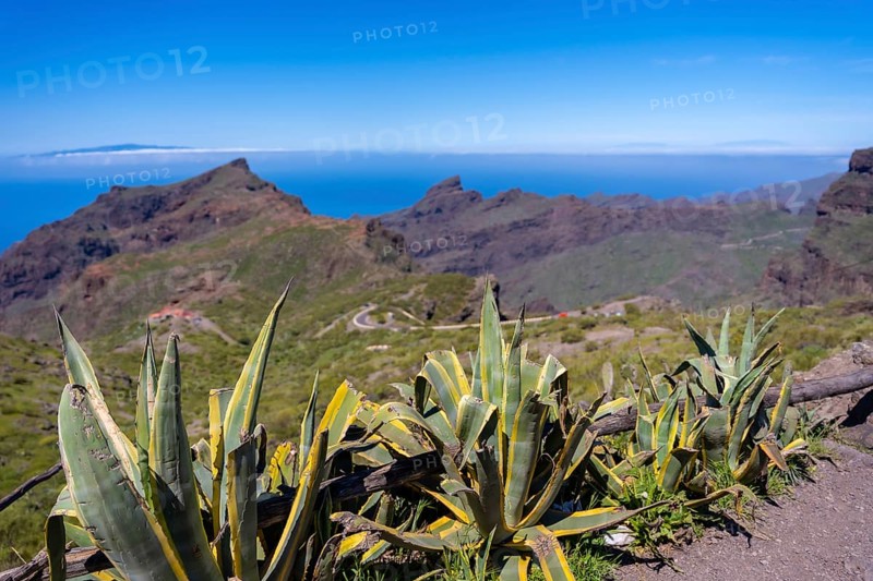 Natural vegetation in the mountain municipality of Masca in the north of Tenerife