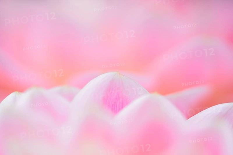Water lily dahlias