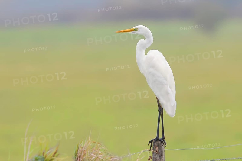 Great egret