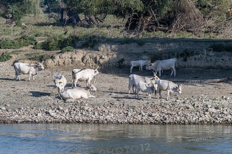 Hungarian steppe cattle