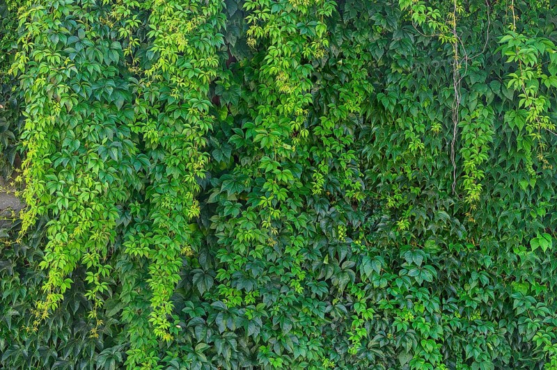 Wall overgrown with five-leaved wild vine