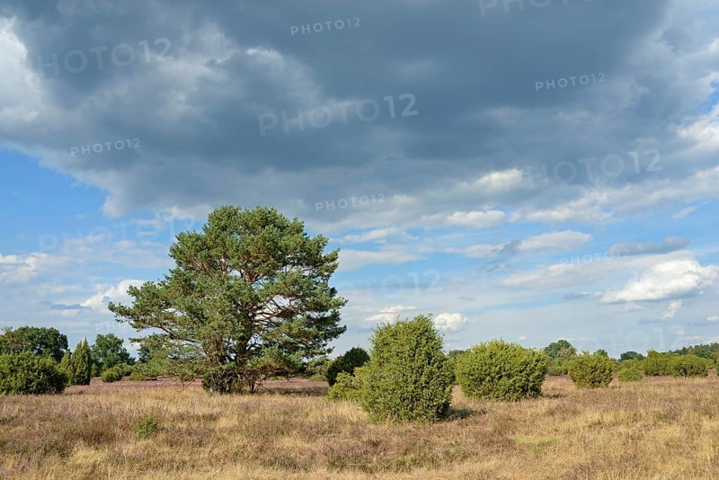 Heathland landscape