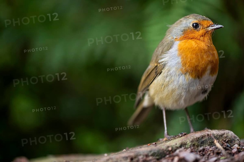 European robin