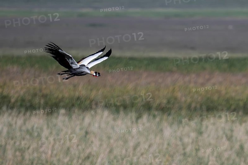 Black crowned crane