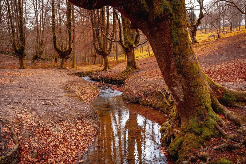 Magical Otzarreta Forest in the natural park of Gorbea