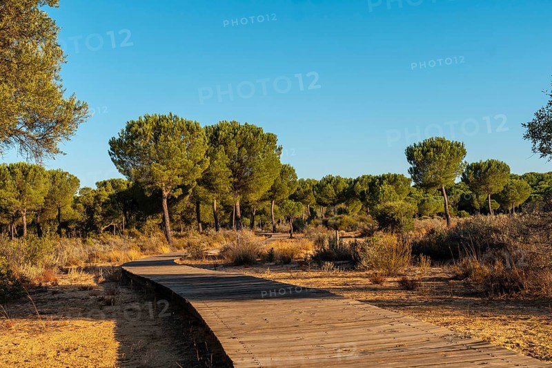 Wooden walkway for walks inside the Donana Natural Park