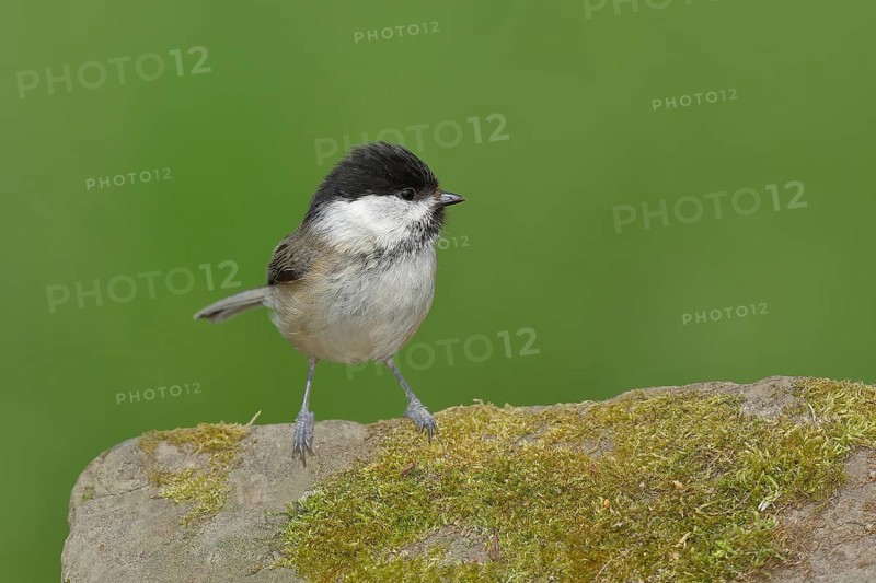 Willow Tit