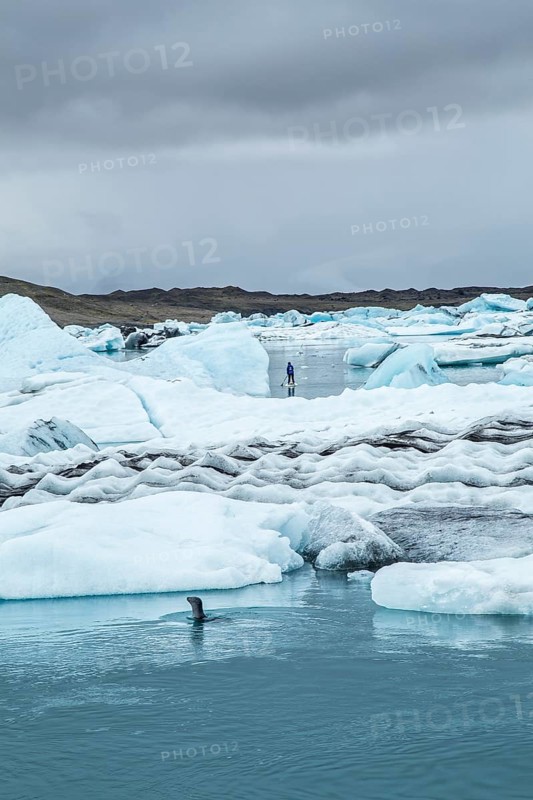 A seal and a young man paddle surfing on Jokulsarlon Ice Lake in the Golden Circle of southern Iceland