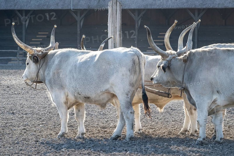 Hungarian steppe cattle