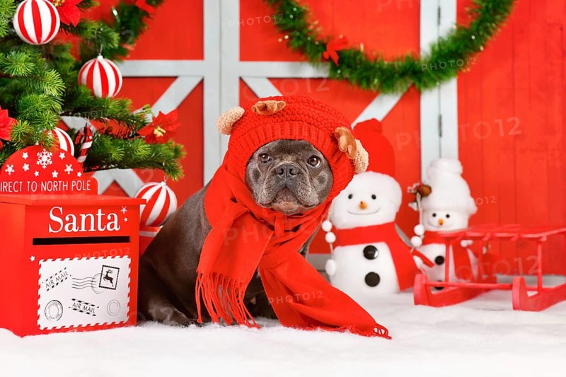 French Bulldog dog wearing red Reindeer costume hat and winter scarf between seasonal Christmas decoration
