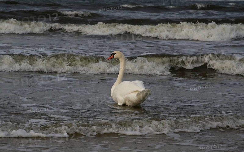 A Mute Swan