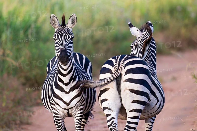 Plains zebra