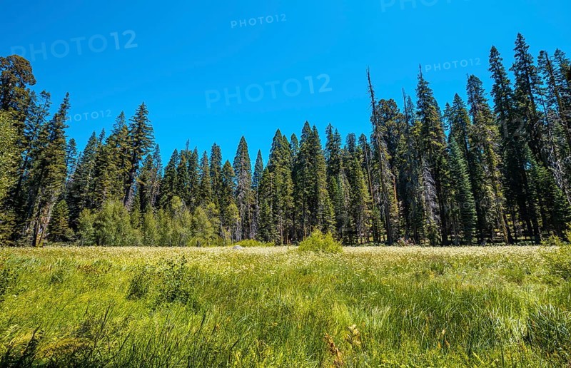 Sequoia National Park