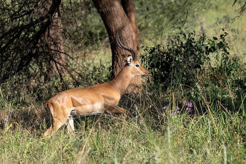 Black heeled antelope