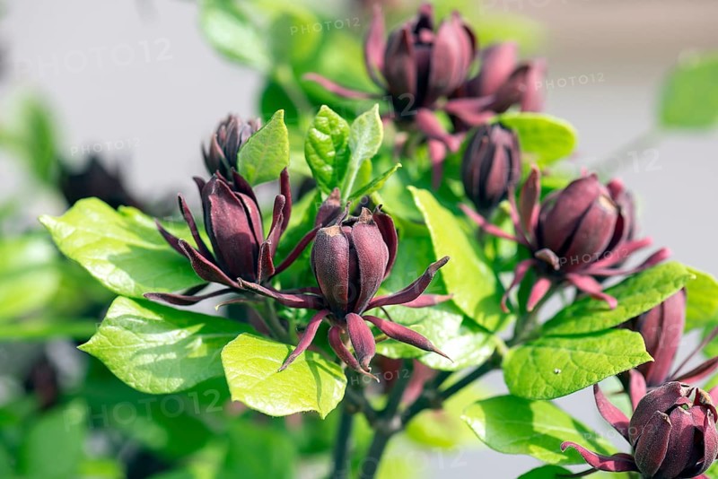 Spicebush