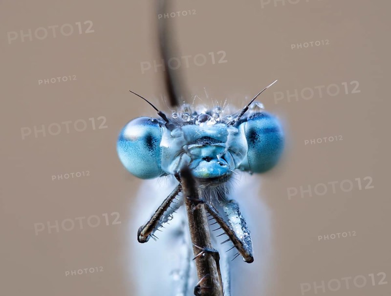 Common blue damselfly