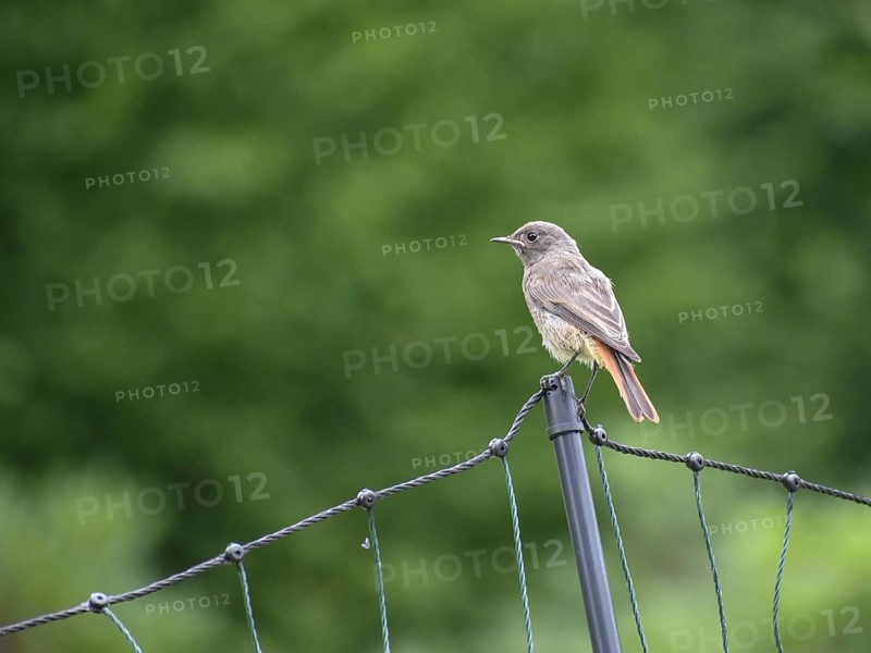 Black Redstart