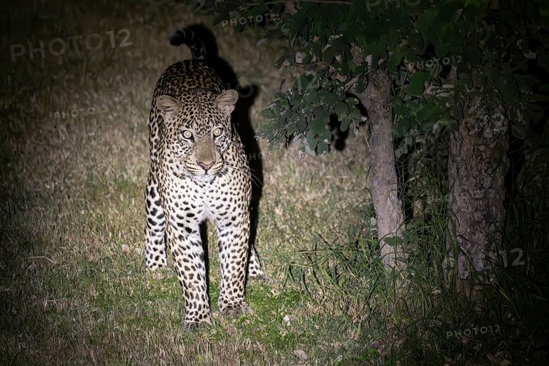 Leopard