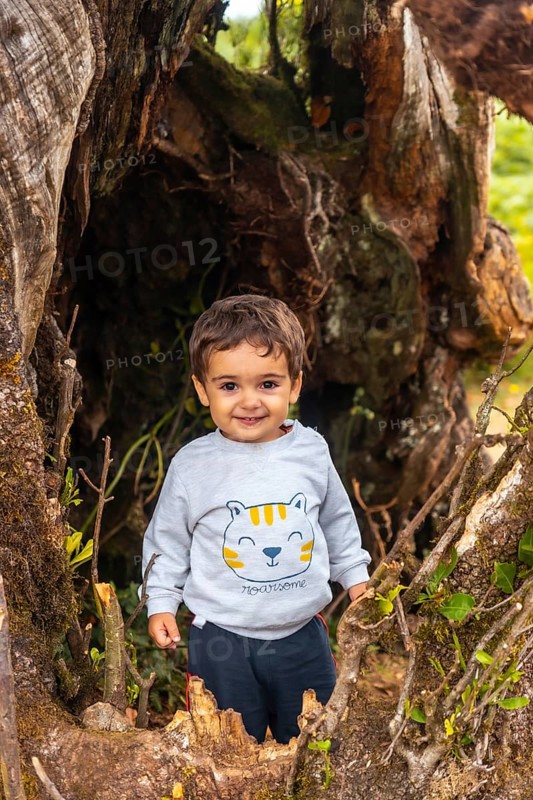 Fanal forest in Madeira
