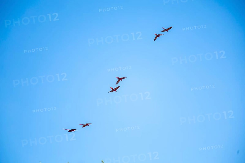 Macaws flying as a couple at Copan Ruinas temples. Honduras