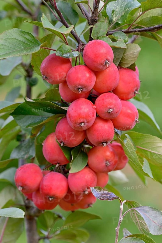 Ornamental apple tree