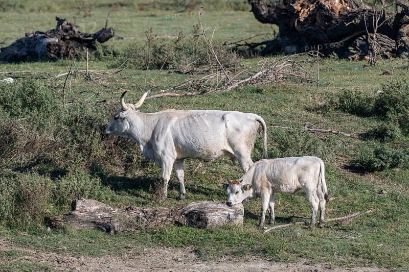 Hungarian steppe cattle