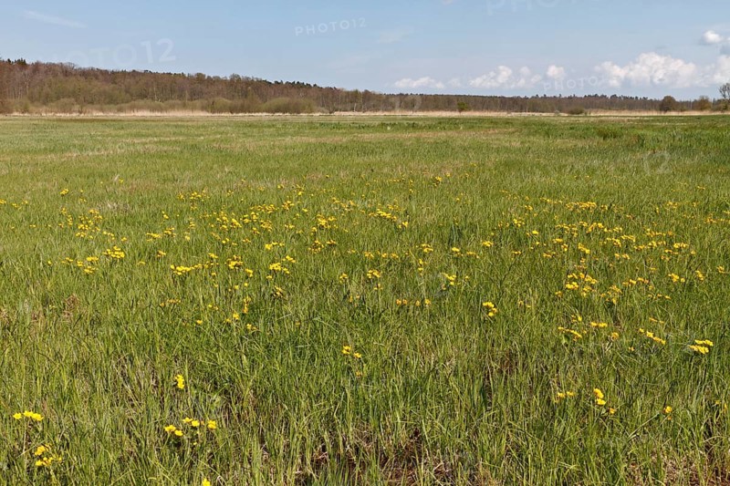 Wet meadow