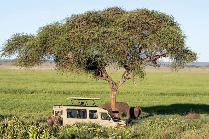 African elephants