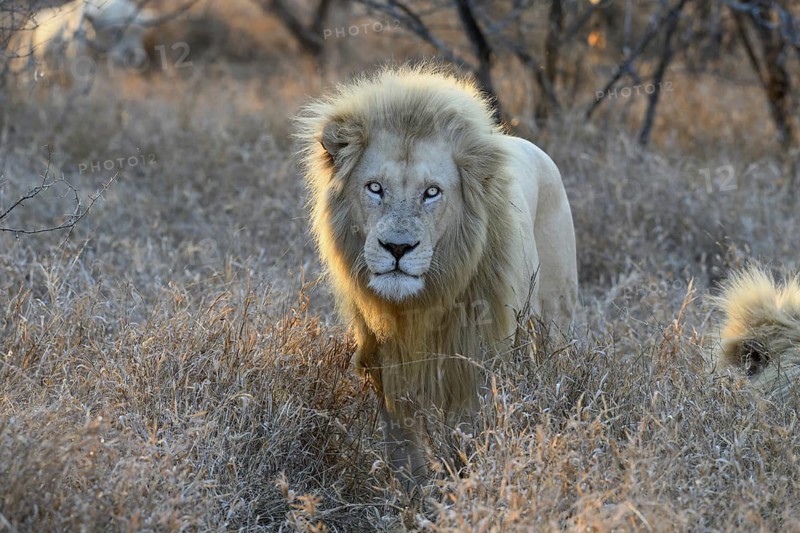 Portrait of a white lion
