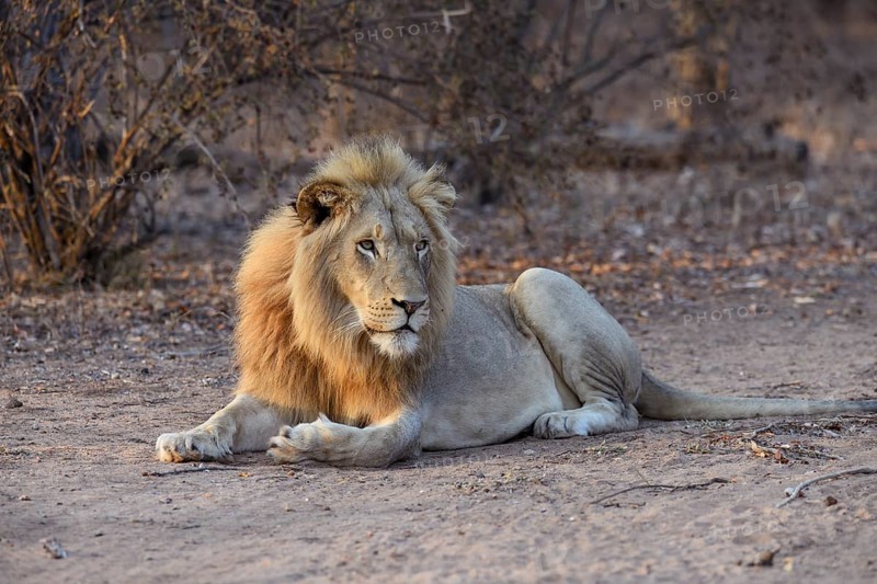Young lion