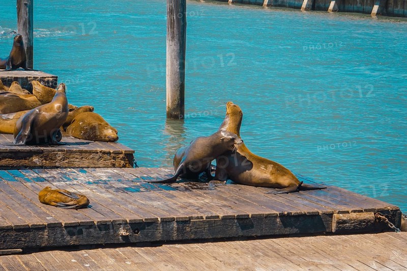 An adult seal looking at another in the water at Pier 39