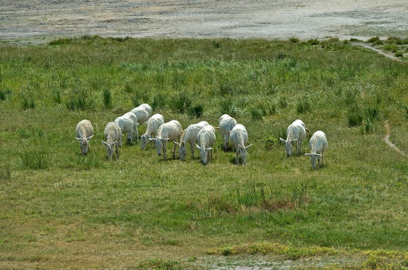 Herd of Austro-Hungarian White Baroque Asses