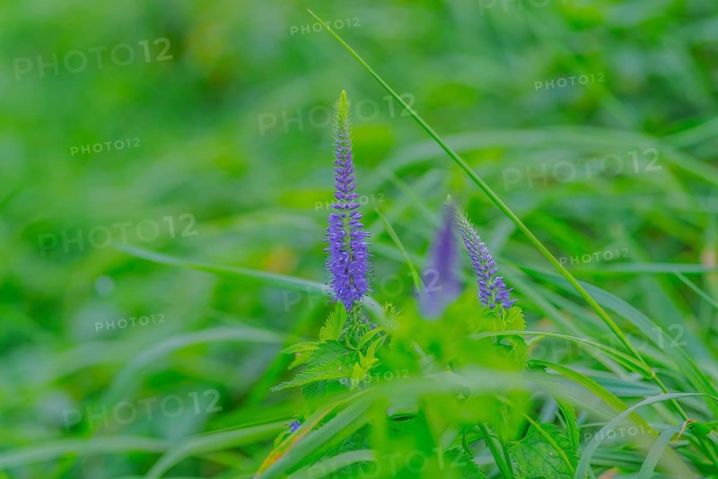 Garden speedwell