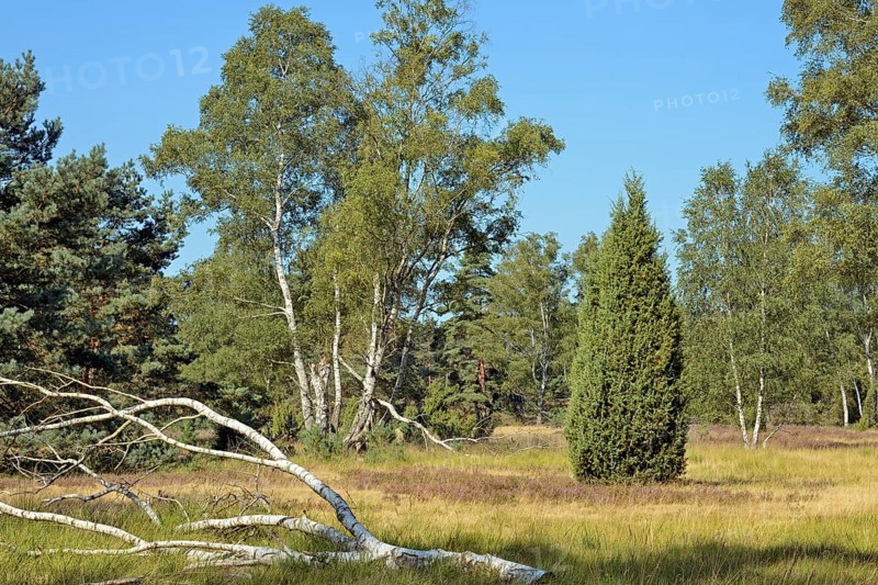 Heathland