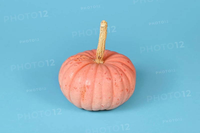 Pastel pink colored 'Miss Sophie Pink' Halloween pumpkin on blue background