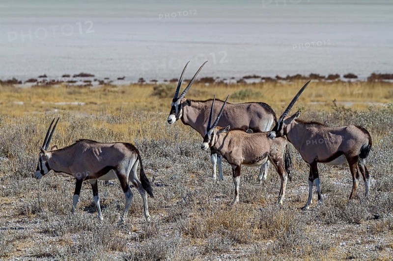 Group of oryx antelopes in front of the salt pan in Etosha National Park