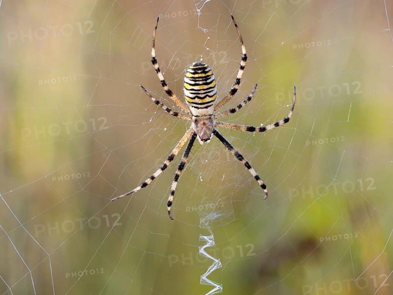 Wasp spider