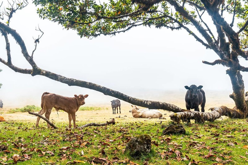 Fanal forest with fog in Madeira