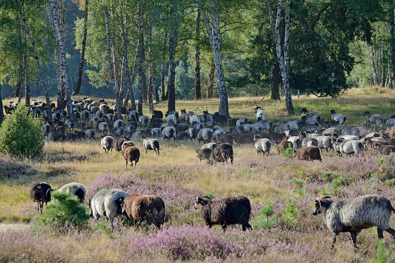 Heidschnucken and Boer goats