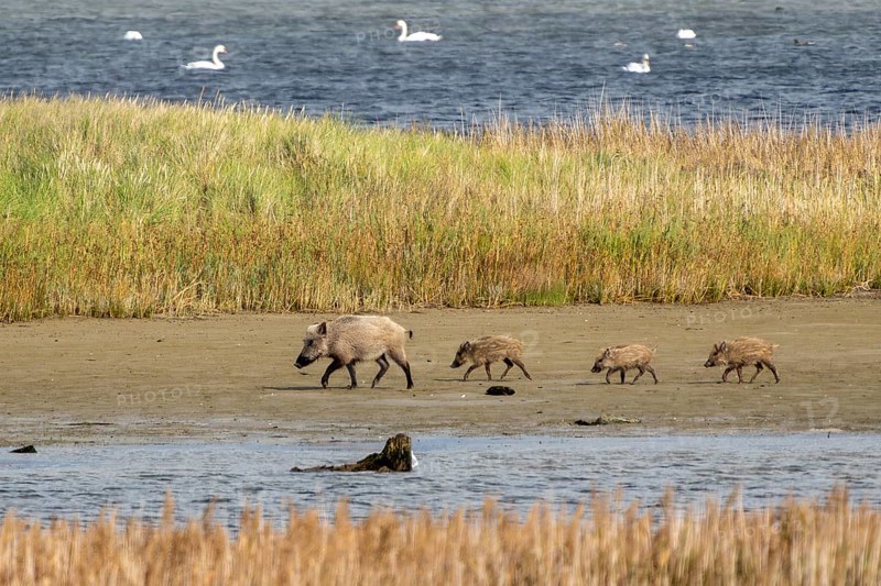 Wild boar