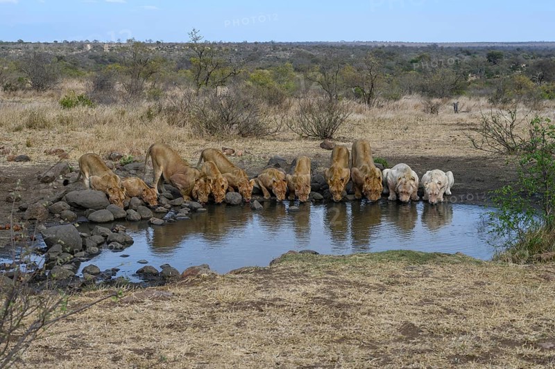 Lions